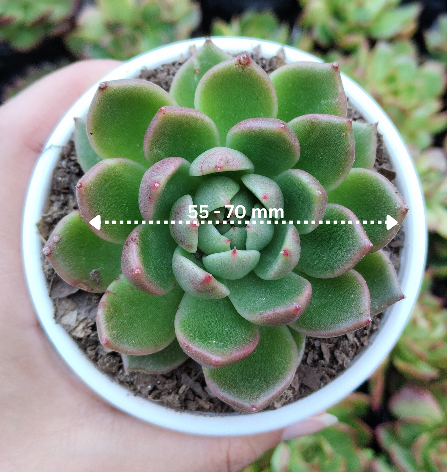 Echeveria Suki | Medium Size Live Plant (Bare-Rooted) – Stunning Beauty for Your Space!