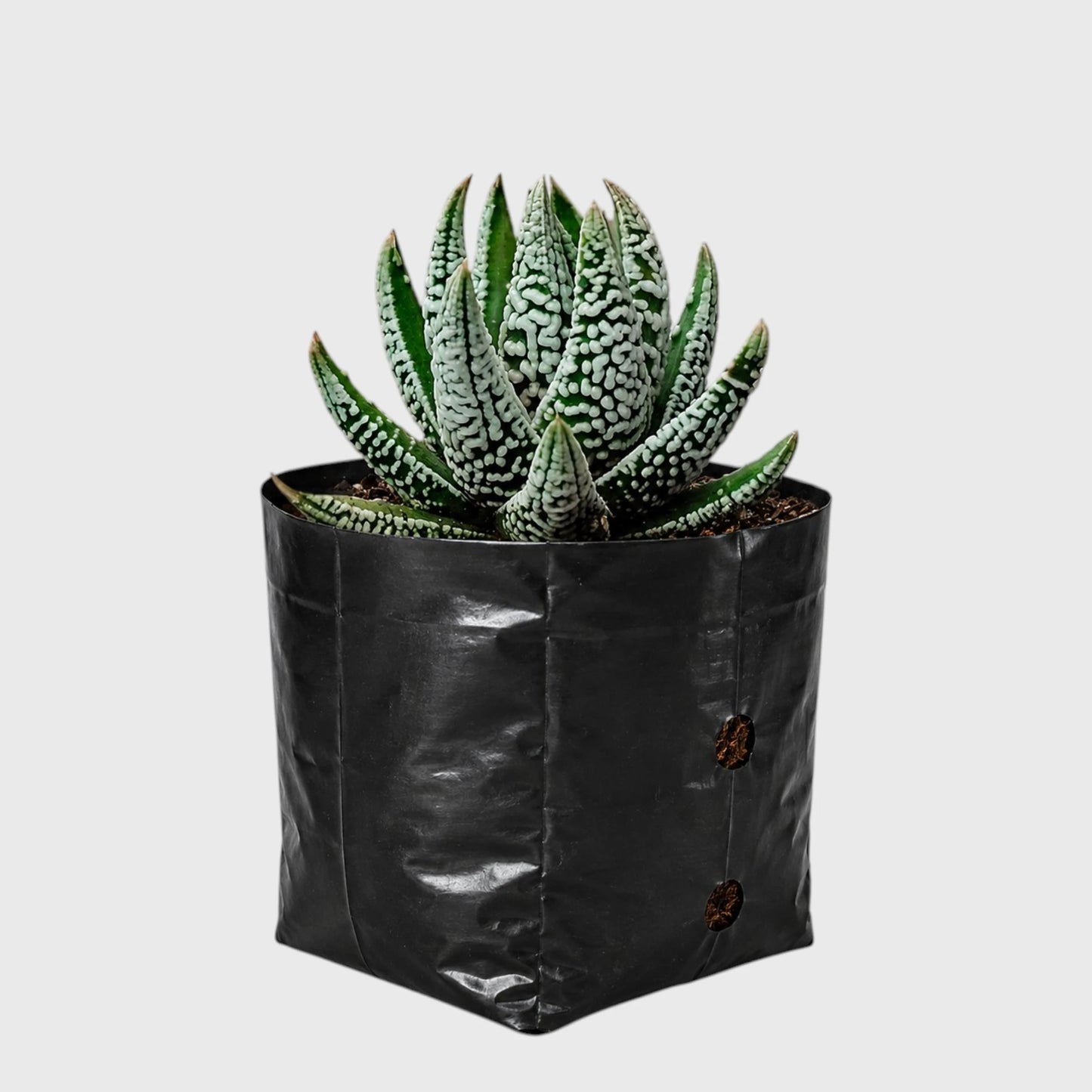Super White Haworthia Pumila Tears of Angel Hybrid – Rare Premium Collector Succulent