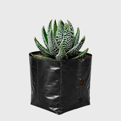 Super White Haworthia Pumila Tears of Angel Hybrid – Rare Premium Collector Succulent