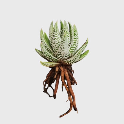 Super White Haworthia Pumila Tears of Angel Hybrid – Rare Premium Collector Succulent
