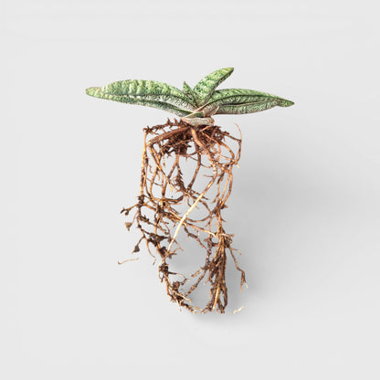 Gasteria Armstrongii Hybrid – Rare Succulent Plant | Bare Rooted