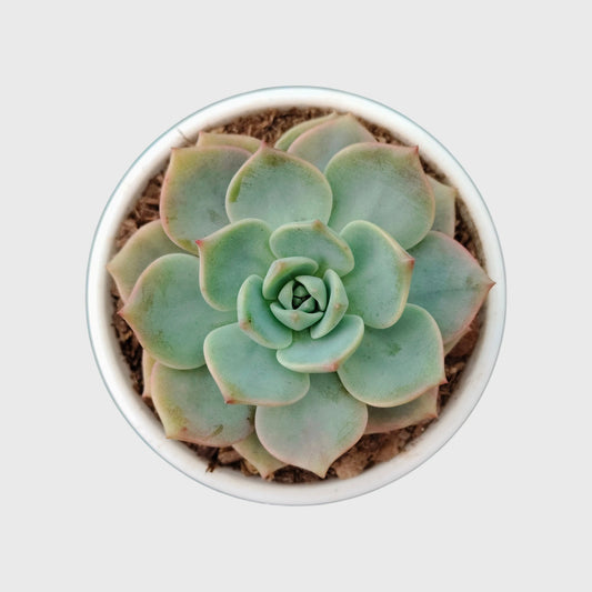 Low Maintenance Succulent Combo Set of 5 with Free Shipping | Bare Rooted Succulent Collection F1