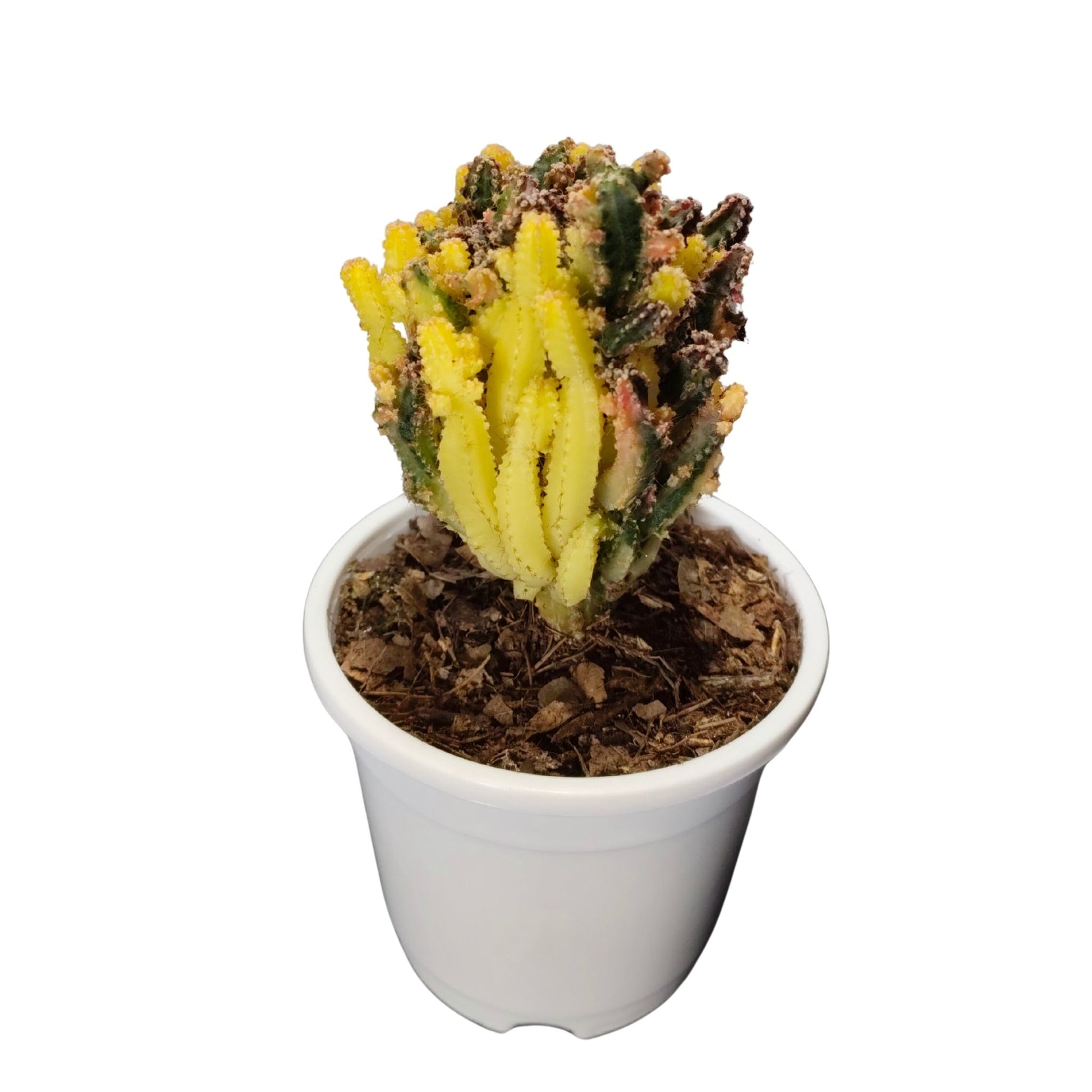 Potted plant with yellow and green leaves on a white background