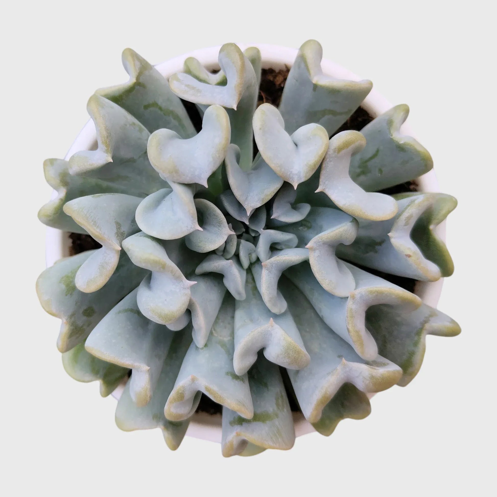 Succulent Plant Combo Set of 9 – Colorful Rare Bare-Rooted Succulents with Free Shipping