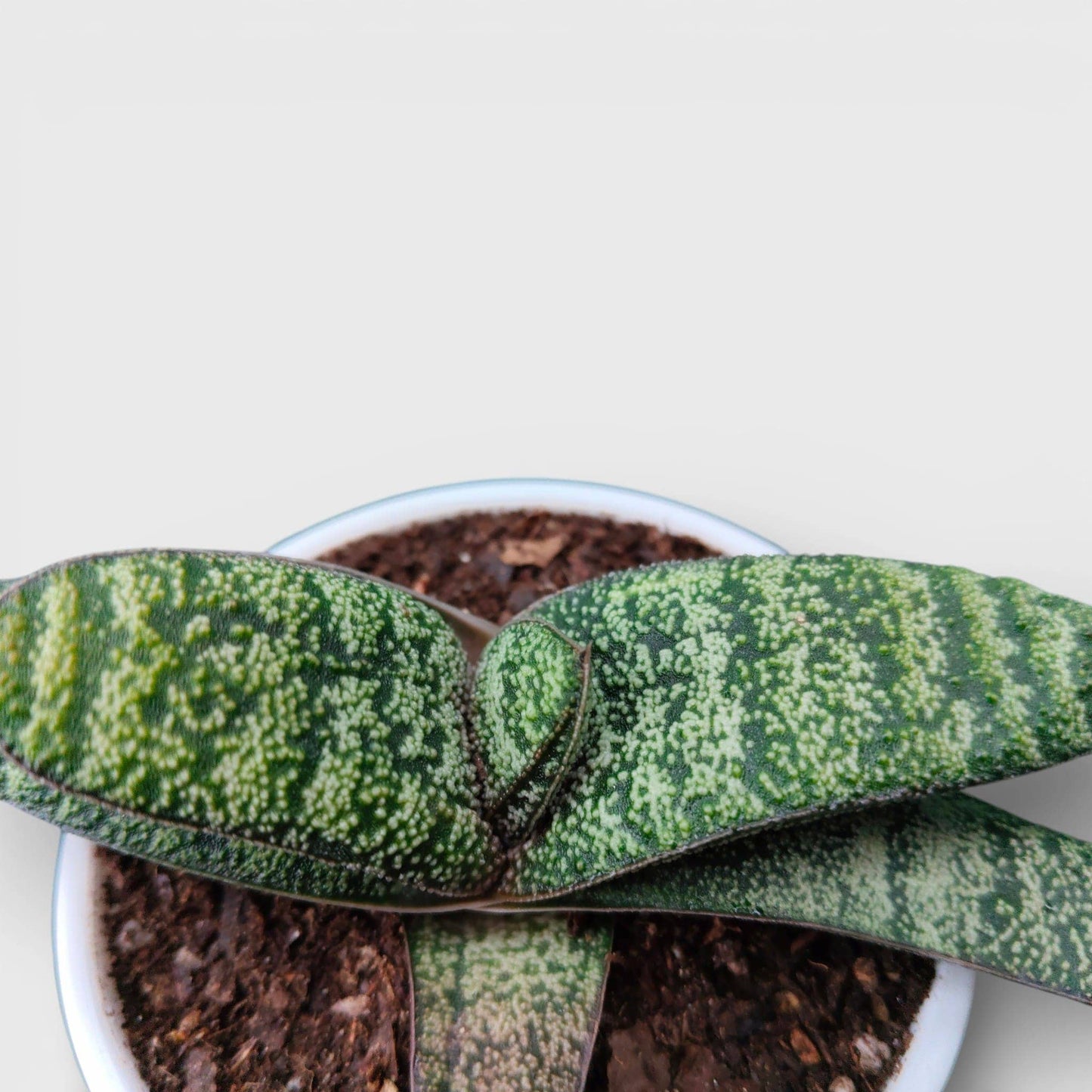 Gasteria Armstrongii Hybrid – Rare Succulent Plant | Bare Rooted