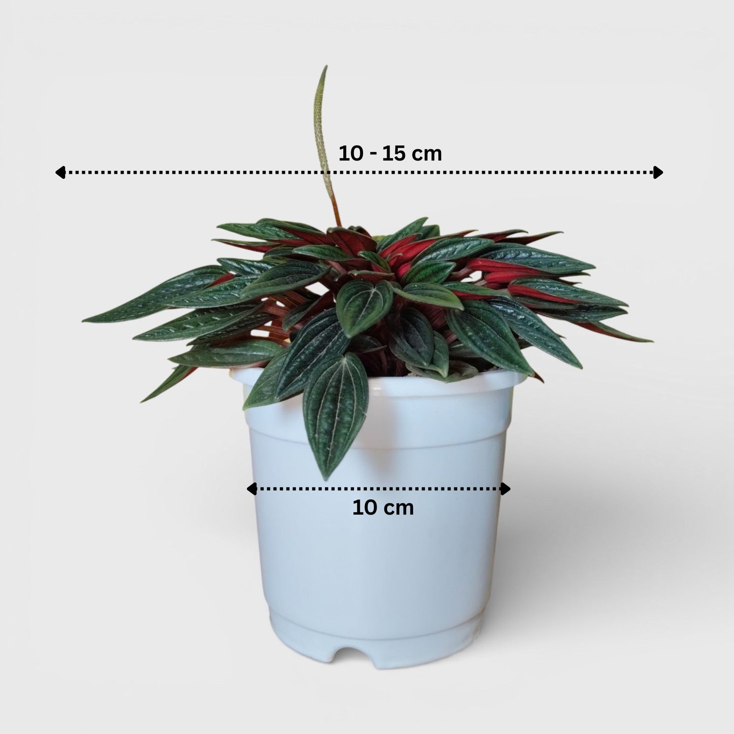 Peperomia Caperata Rosso (Caperata Eden Rosso): Air-Purifying Succulent for Home and Office | Bare Rooted