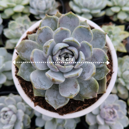 Echeveria Elegance Powdery (Imported) | Bare-Rooted – Beautiful Succulent for Home and Office