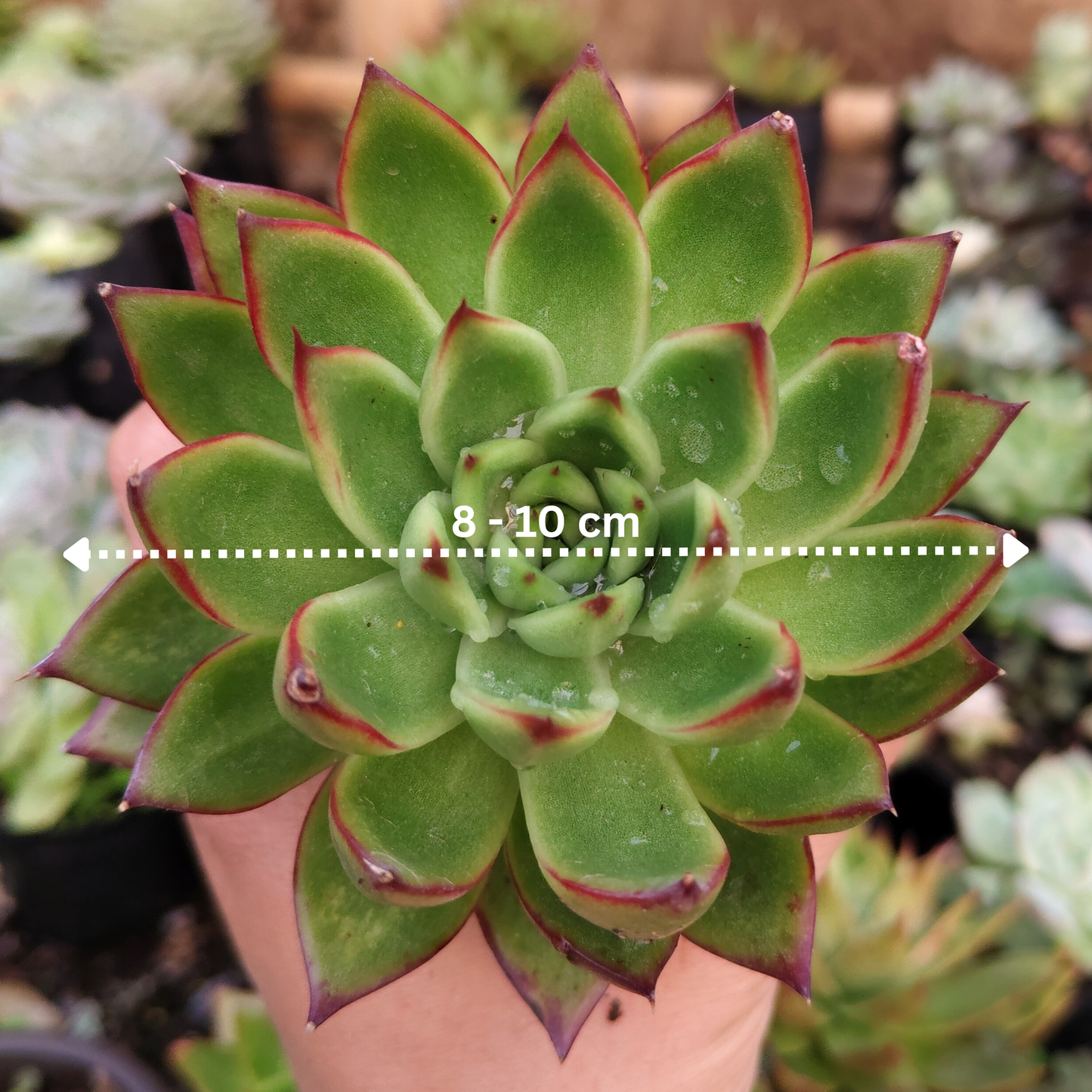Echeveria Agavoides Pulidonis - Rare | Unique Red-Tipped Succulent – Bare-Rooted