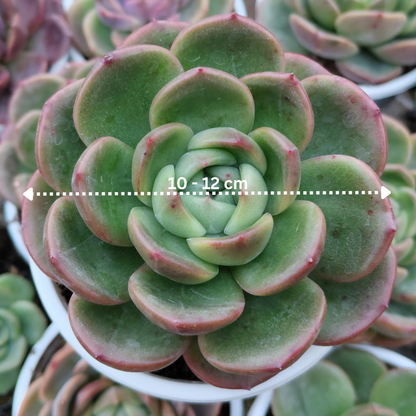 Echeveria Longissima – Rare & Unique Succulent | Big Size Premium Rosette Plant – Bare-Rooted