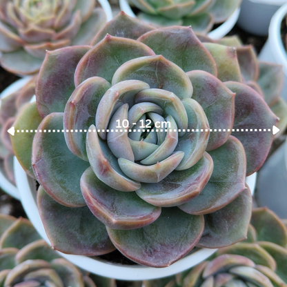 Echeveria Love of Surprise – Rare & Unique Succulent | Big Size Colorful Rosette