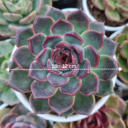 Echeveria Purple Delight – Rare Large Rosette with Soft Lilac Glow – Bare-Rooted