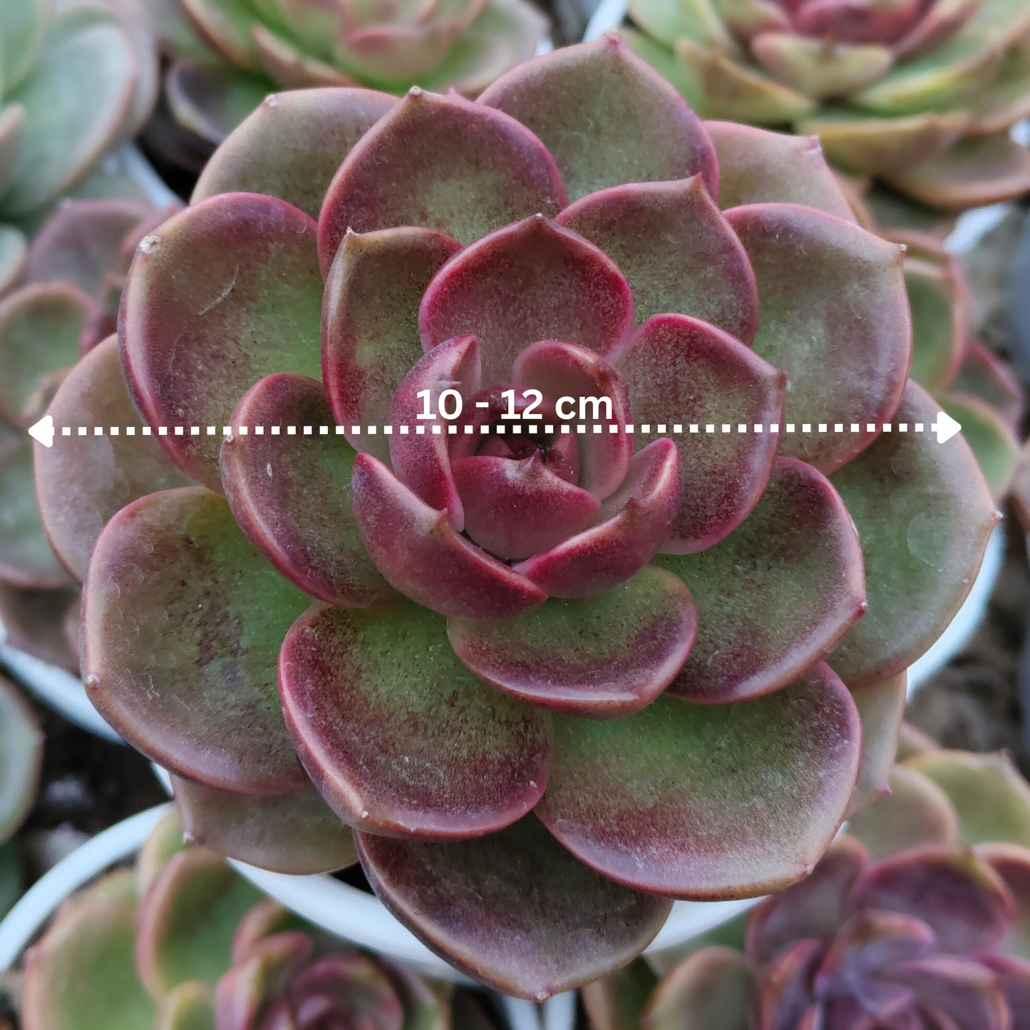 Echeveria Red Lotus - Rare Echeveria | Deep Ruby Rosette | Premium Indoor Succulent | Big Size – Bare-Rooted