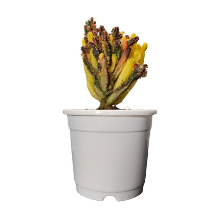 Potted plant with multicolored stems on a white background