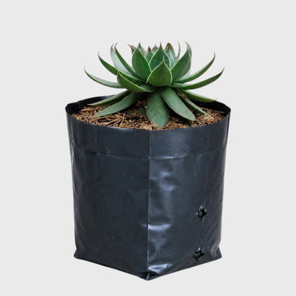 Green Red Tipped Laxmi Kamal Sempervivum | Well Rooted Mature Vastu Succulent