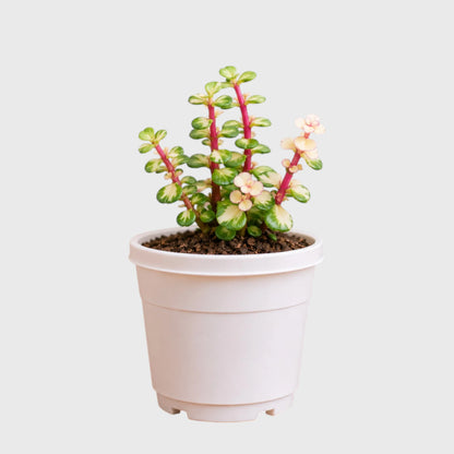 Portulacaria Afra Variegated (Elephant Bush) | Well Rooted Succulent Live Plant