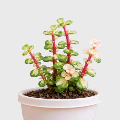 Portulacaria Afra Variegated (Elephant Bush) | Well Rooted Succulent Live Plant
