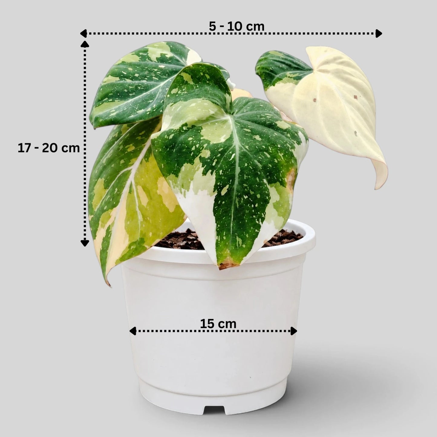 Philodendron Gloriosum Variegated – Rare Collector Aroid | Mature Well-Rooted Live Plant
