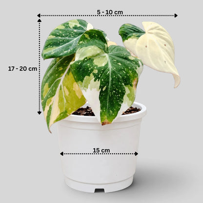 Philodendron Gloriosum Variegated – Rare Collector Aroid | Mature Well-Rooted Live Plant