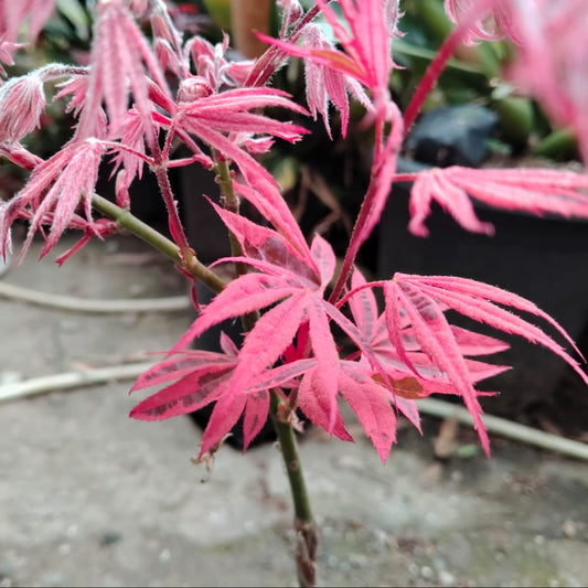 Hybrid Red Maple – Rare Ornamental Foliage Plant - 12 - 18 Inches | Mature Plant