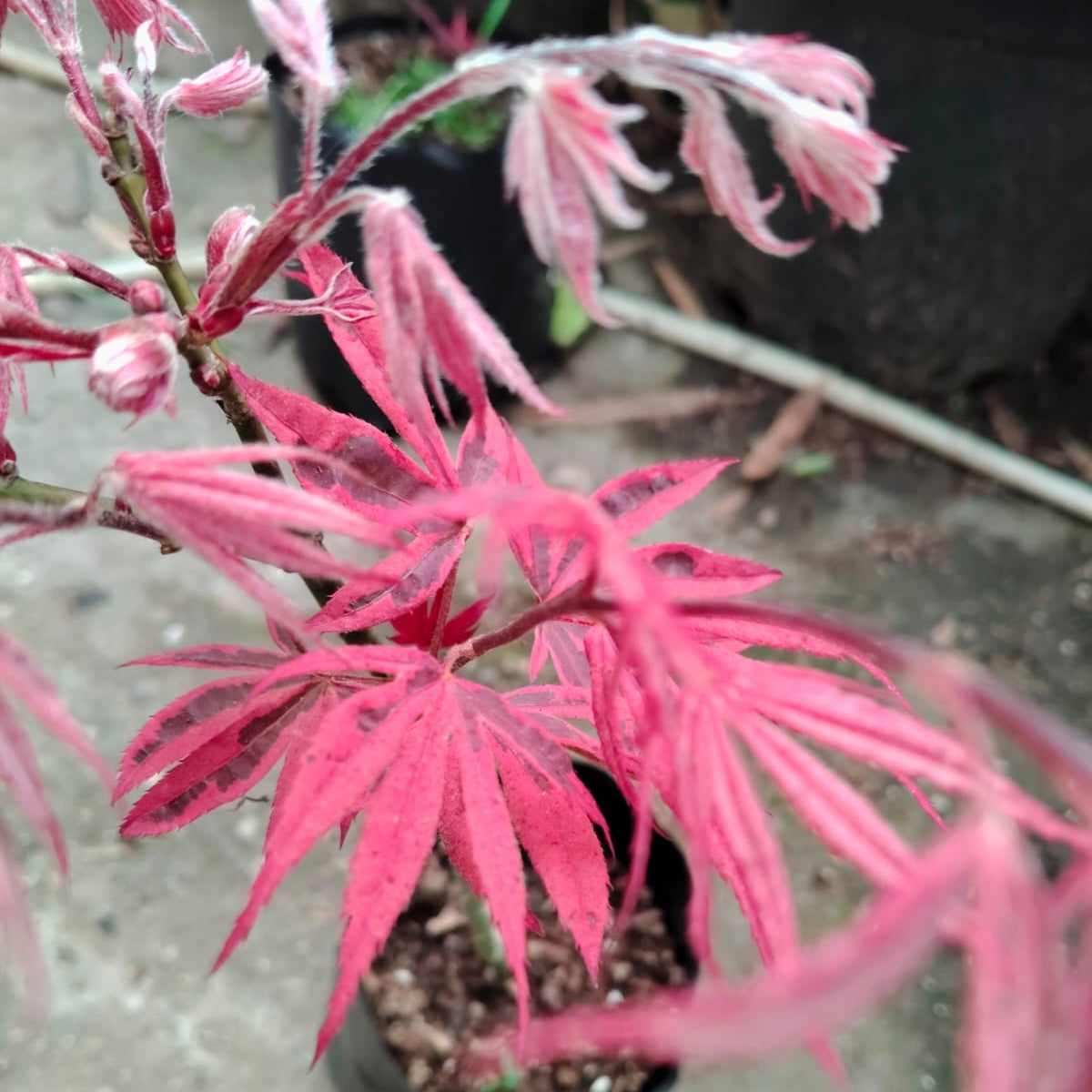 Hybrid Red Maple – Rare Ornamental Foliage Plant - 12 - 18 Inches | Mature Plant