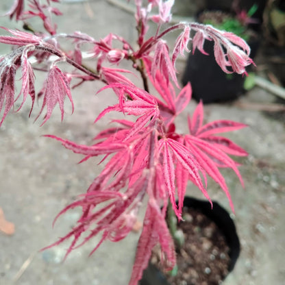 Hybrid Red Maple – Rare Ornamental Foliage Plant - 12 - 18 Inches | Mature Plant