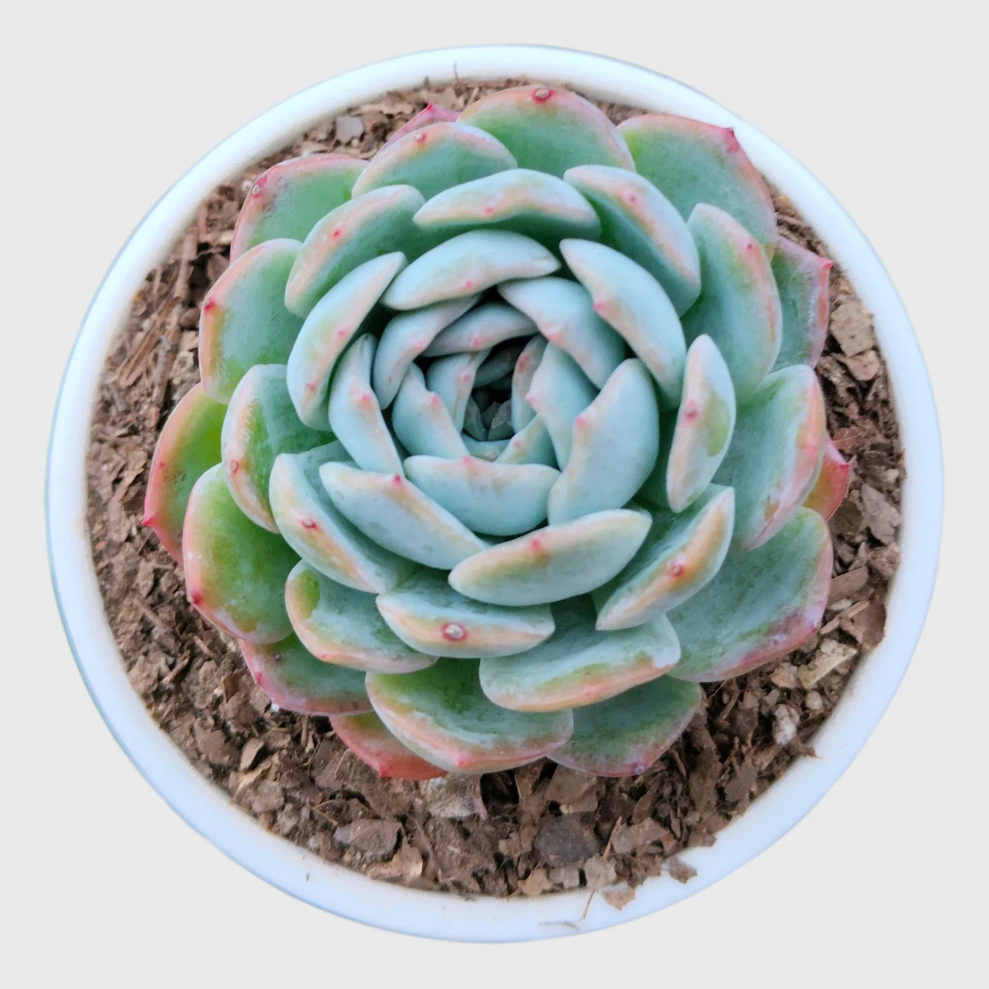 Echeveria Combo Set of 9 | Mature Well Rooted Succulents | Colourful Succulent Collection - Free Shipping