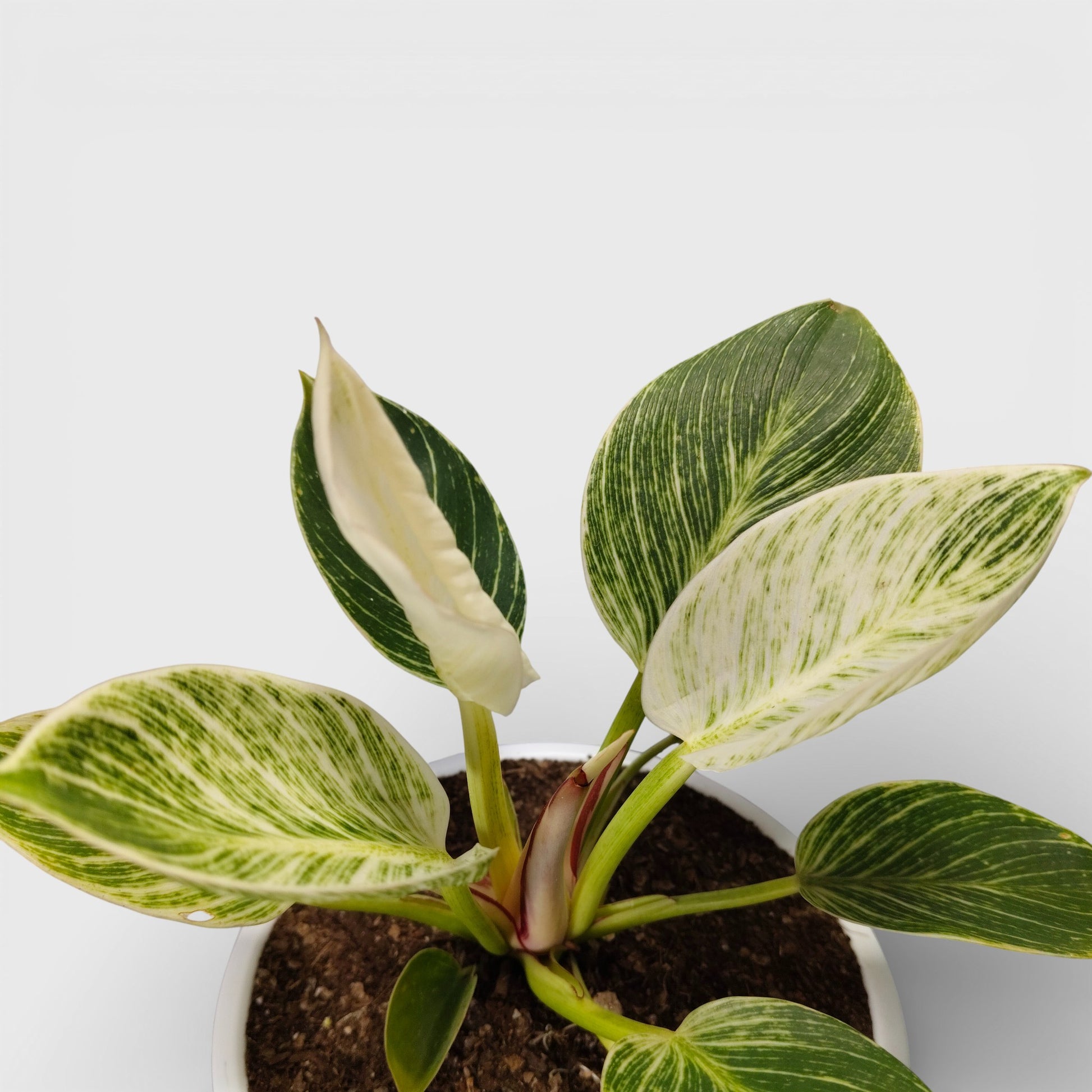 Premium foliage plant with naturally patterned leaves that elevate any indoor space.