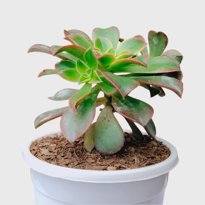 Aeonium Haworthii 'Kiwi' – Tricolor Rosette Succulent