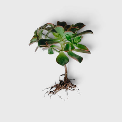 Aeonium Haworthii 'Kiwi' – Tricolor Rosette Succulent
