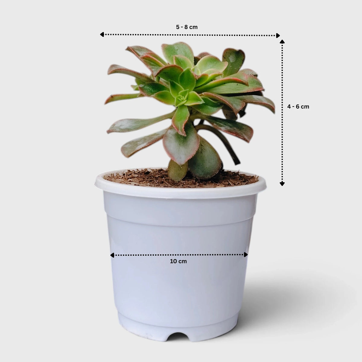 Aeonium Haworthii 'Kiwi' – Tricolor Rosette Succulent