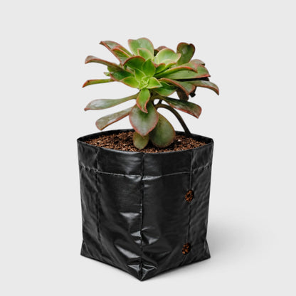 Aeonium Haworthii 'Kiwi' – Tricolor Rosette Succulent