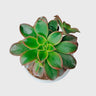 Aeonium Haworthii 'Kiwi' – Tricolor Rosette Succulent