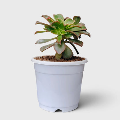Aeonium Haworthii 'Kiwi' – Tricolor Rosette Succulent