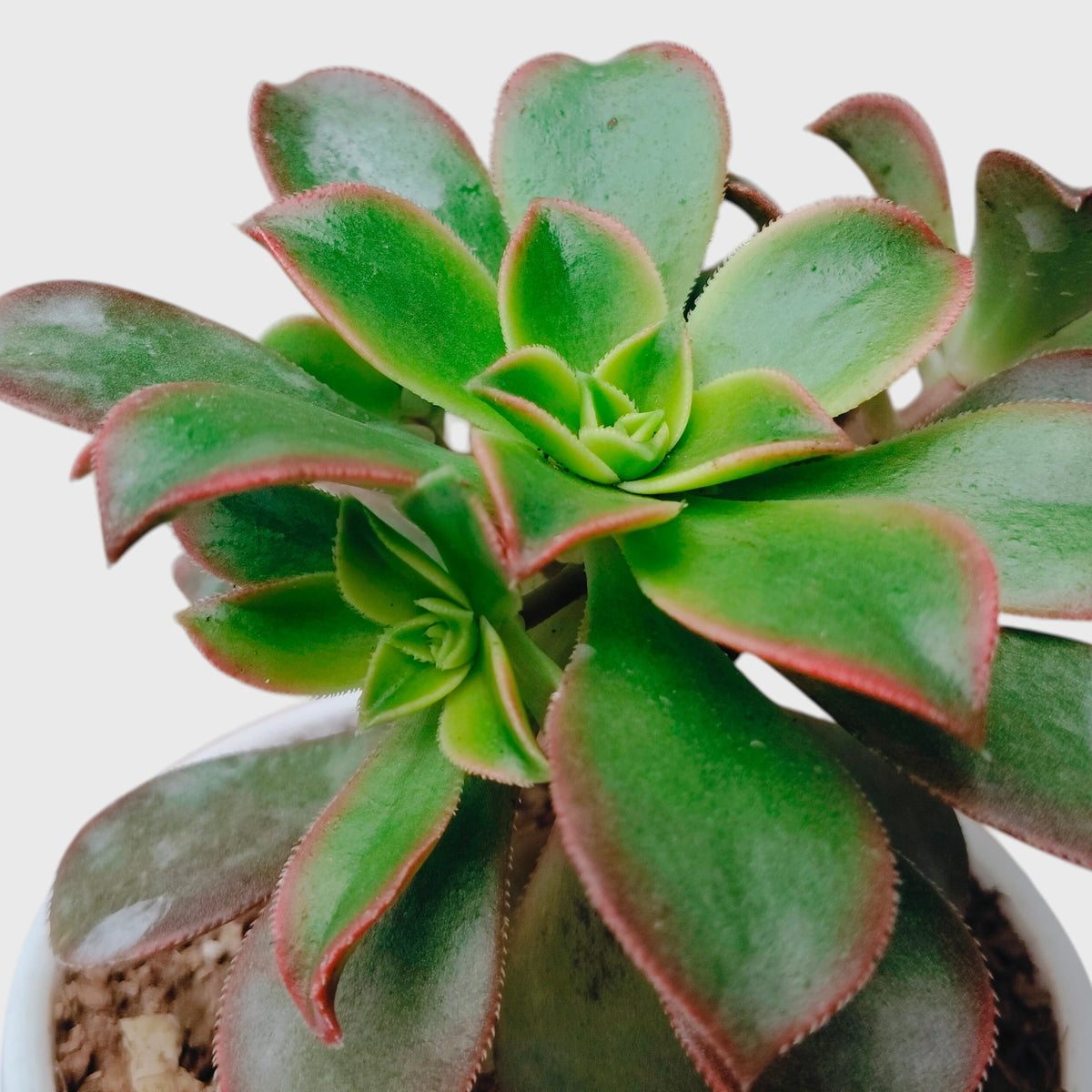 Aeonium Haworthii 'Kiwi' – Tricolor Rosette Succulent