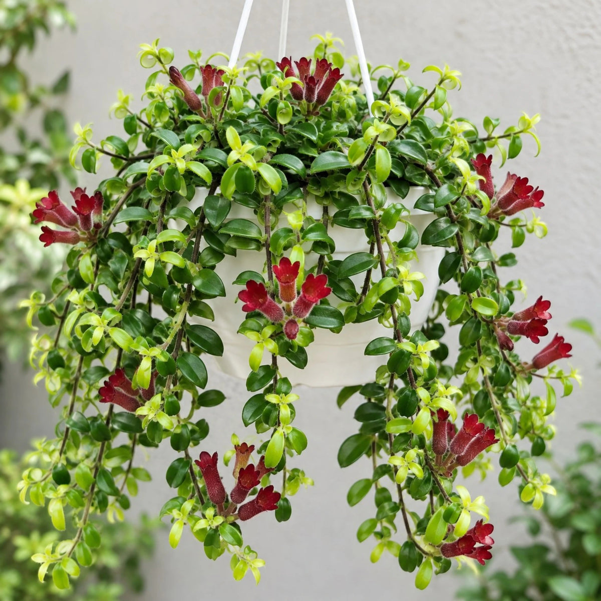 Aeschynanthus Radicans hanging indoor flowering plant