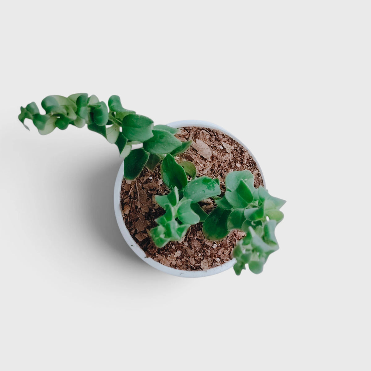 Aeschynanthus Radicans Curly Lipstick Plant – Trailing Flowering Plant
