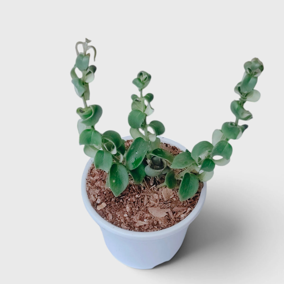 Aeschynanthus Radicans Curly Lipstick Plant – Trailing Flowering Plant