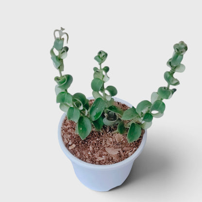 Aeschynanthus Radicans Curly Lipstick Plant – Trailing Flowering Plant