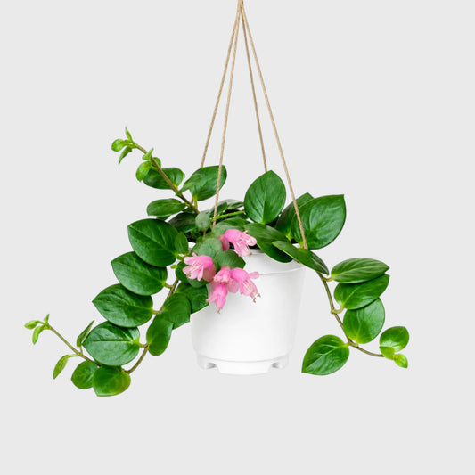 Aeschynanthus Thai Pink Lipstick Plant live plant