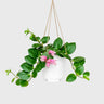 Aeschynanthus 'Thai Pink' – Thai Pink Lipstick Plant | Well-Rooted Live Plant