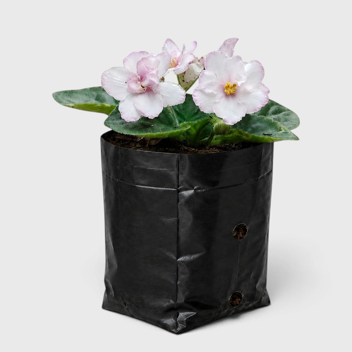 African Violet White Flower (Saintpaulia) – Mature Flowering Indoor Plant