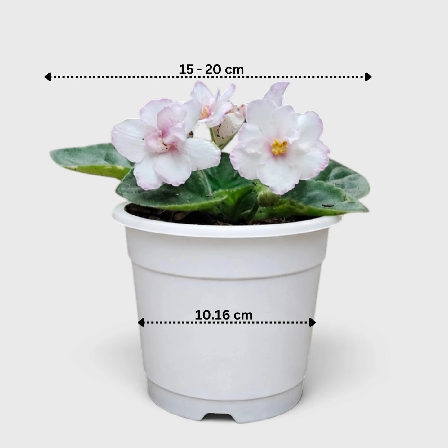 African Violet White Flower (Saintpaulia) – Mature Flowering Indoor Plant