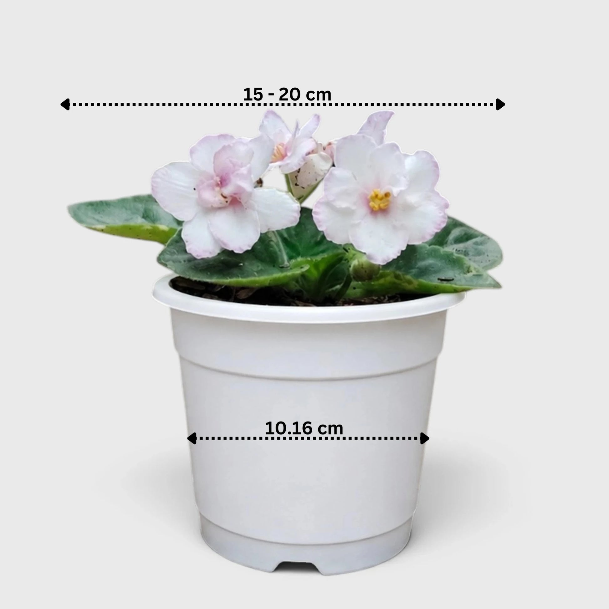 African Violet White Flower (Saintpaulia) – Mature Flowering Indoor Plant