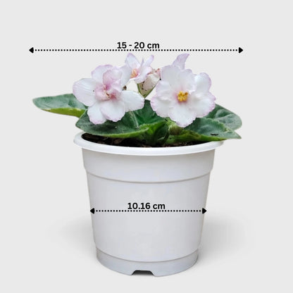 African Violet White Flower (Saintpaulia) – Mature Flowering Indoor Plant