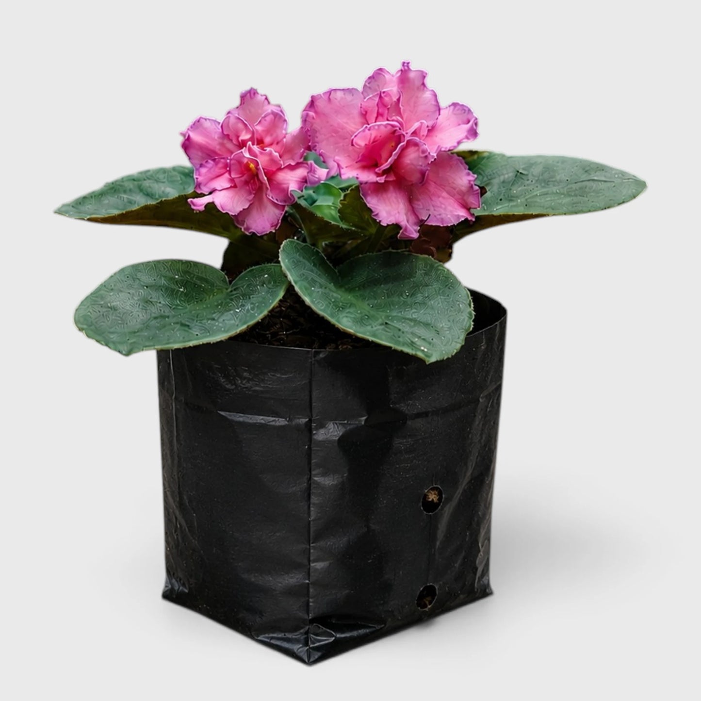 African Violet Pink Flower (Saintpaulia) – Mature Flowering Indoor Plant