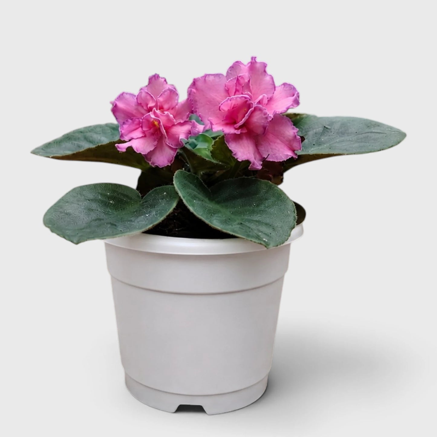 African Violet Pink Flower (Saintpaulia) – Mature Flowering Indoor Plant
