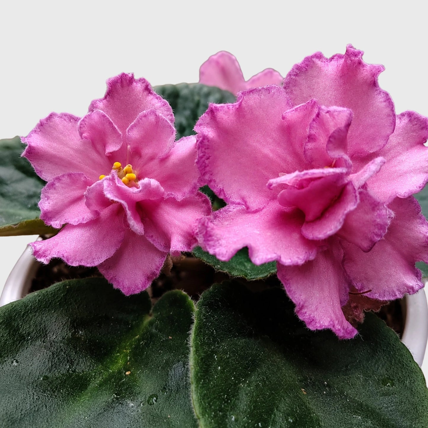 African Violet Pink Flower (Saintpaulia) – Mature Flowering Indoor Plant