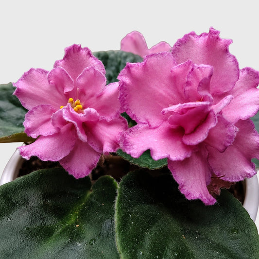 African Violet Pink Flower (Saintpaulia) – Mature Flowering Indoor Plant