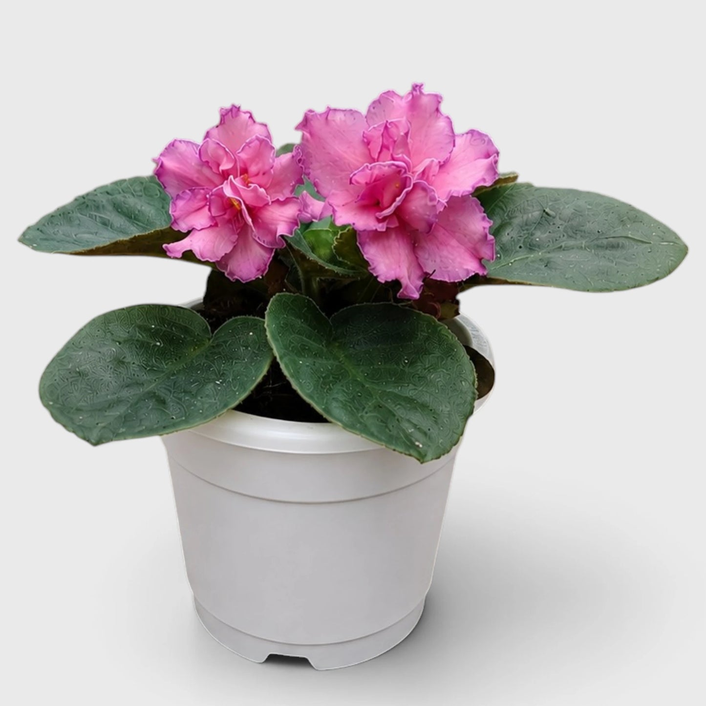 African Violet Pink Flower (Saintpaulia) – Mature Flowering Indoor Plant