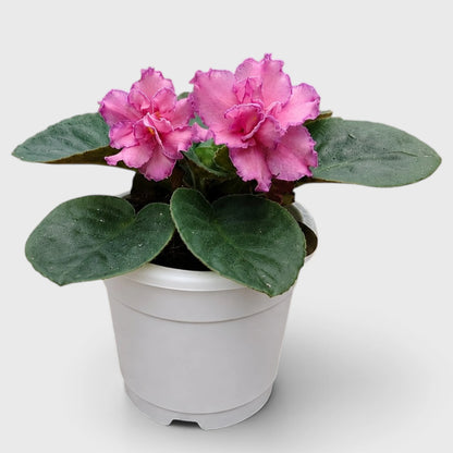 African Violet Pink Flower (Saintpaulia) – Mature Flowering Indoor Plant